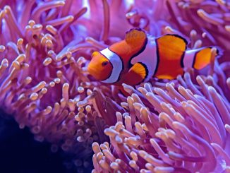 Mistral AI and NVIDIA unveil 12B NeMo model