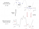 JAMUN: A Walk-Jump Sampling Model for Generating Ensembles of Molecular Conformations