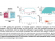 Optimizing Protein Design with Reinforcement Learning-Enhanced pLMs: Introducing DPO_pLM for Efficient and Targeted Sequence Generation