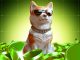 House of Doge Launches 10 Million Dogecoin Reserve for Mainstream Payment Adoption