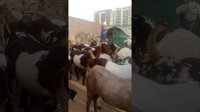 #animals #cow #bull #life #news #pets #goatfarming #ai