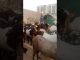 #animals #cow #bull #life #news #pets #goatfarming #ai