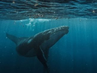 Bitcoin whale deposits $40M USDC into Hyperliquid to boost BTC short position