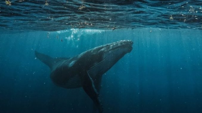 Bitcoin whale deposits $40M USDC into Hyperliquid to boost BTC Bitcoin whale deposits $40M USDC into Hyperliquid to boost BTC short position