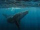 Bitcoin whale deposits $40M USDC into Hyperliquid to boost BTC short position