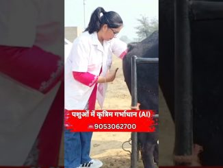 AI Training for Beginners | Step-by-Step Process | Hands-on Artificial Insemination Learning |